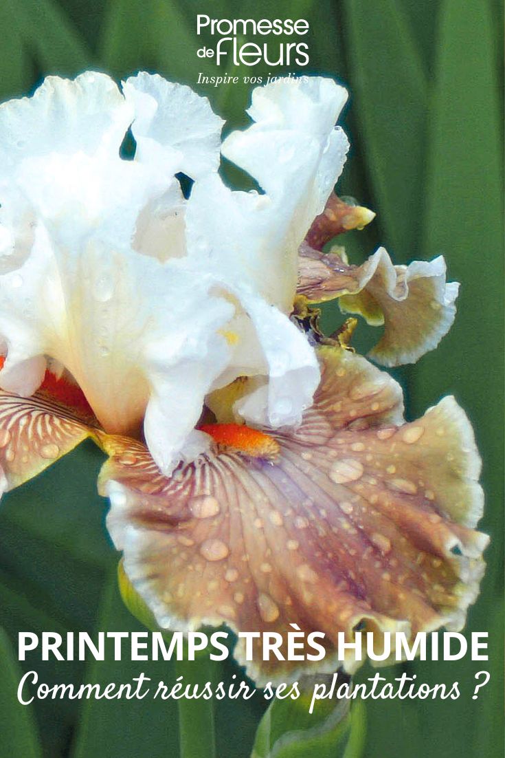 chuva sobre uma flor de íris