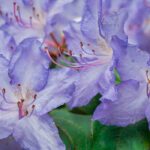Descubra os rododendros raros e pouco conhecidos!