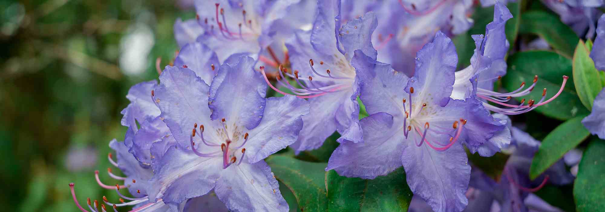 Descubra os rododendros raros e pouco conhecidos!
