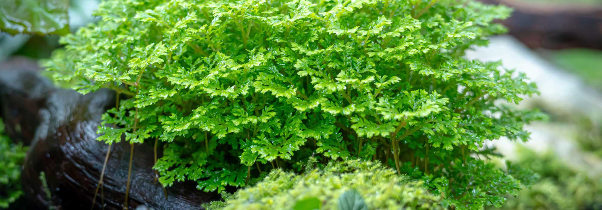 Selaginela de interior: cultivo e cuidados