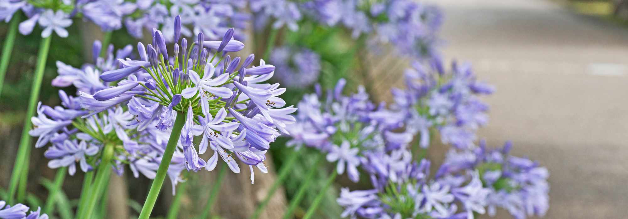 Que agapantos florescem durante mais tempo?