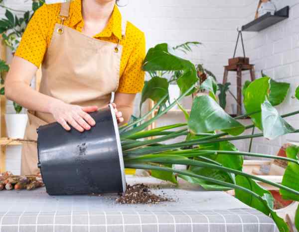 Como mudar o vaso de plantas de interior de grandes dimensões sem as danificar?