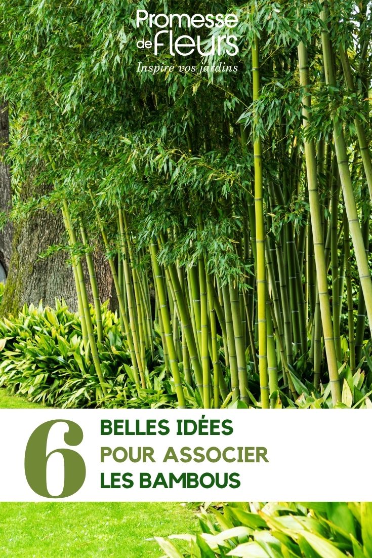 bambus de sebe no jardim