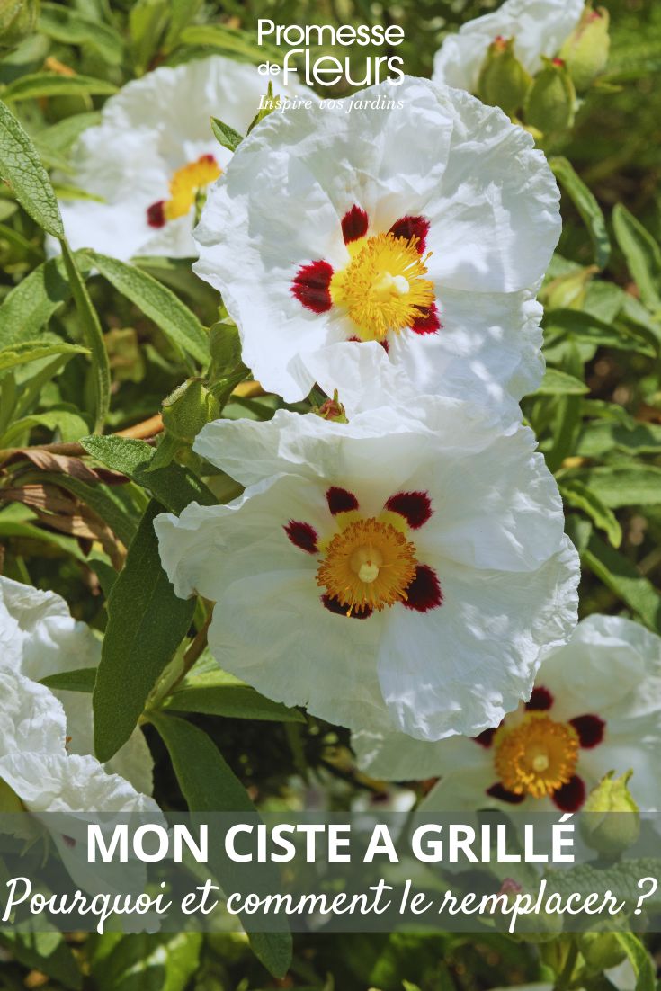 flores de esteva