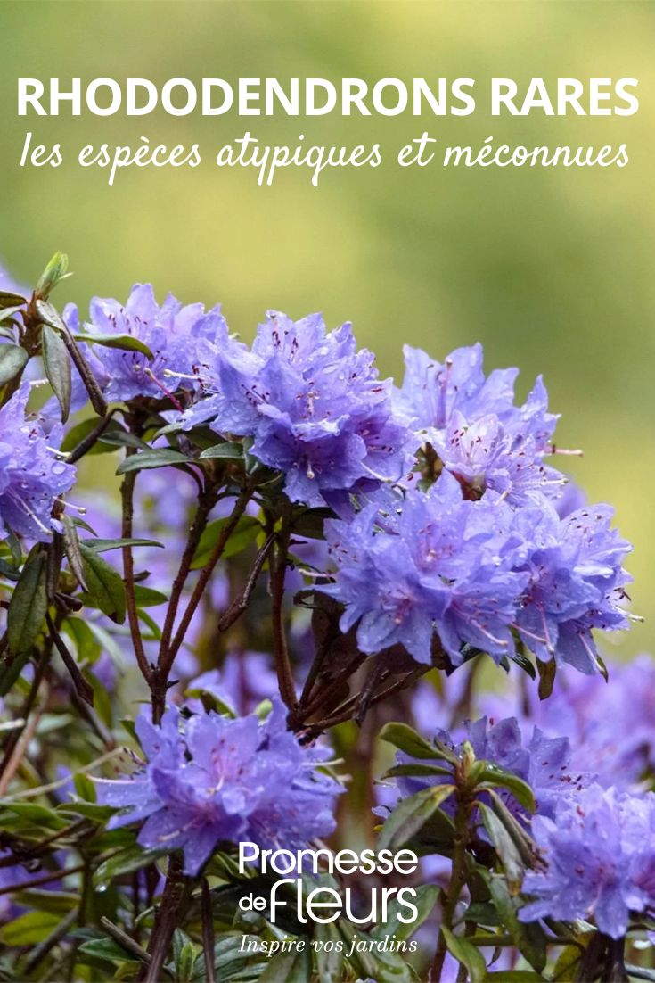 Rododendro 'Blue Tit'