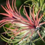 Planta do ar: cultivo e cuidados