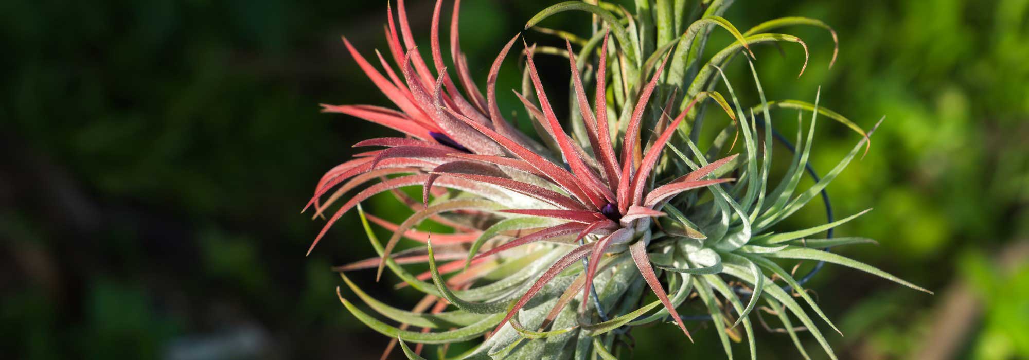 Planta do ar: cultivo e cuidados