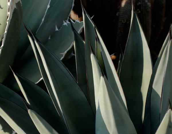 Como multiplicar os agaves?