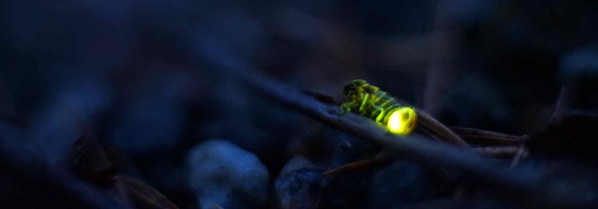 O pirilampo no jardim: um predador formidável dos caracóis