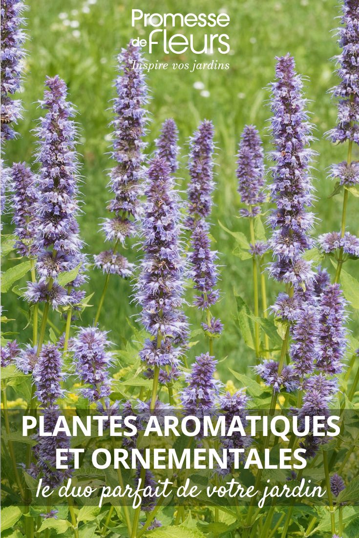 agastache