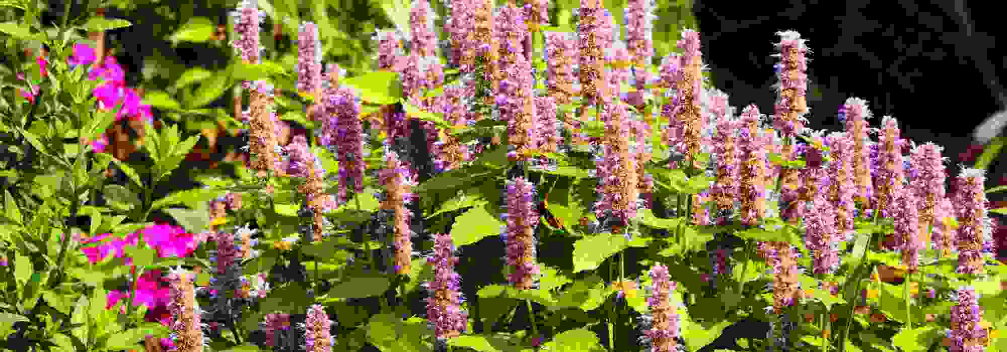 As plantas aromáticas e ornamentais