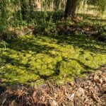 Como falhar na manutenção do seu lago de jardim?