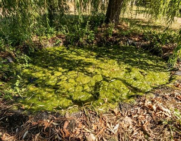 Como falhar na manutenção do seu lago de jardim?