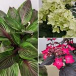 Chelsea Flower Show 2026: descubra as plantas premiadas