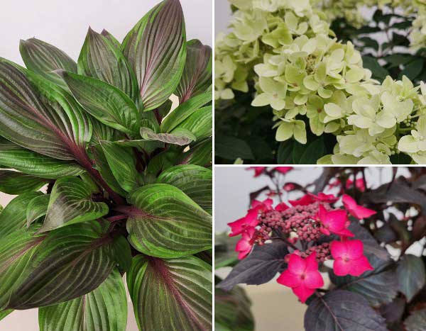 Chelsea Flower Show 2026: descubra as plantas premiadas