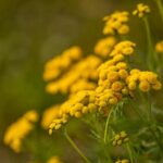 Gosto/Não gosto: o amarelo no jardim