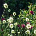 As plantas perenes altas: gigantes indispensáveis para o jardim