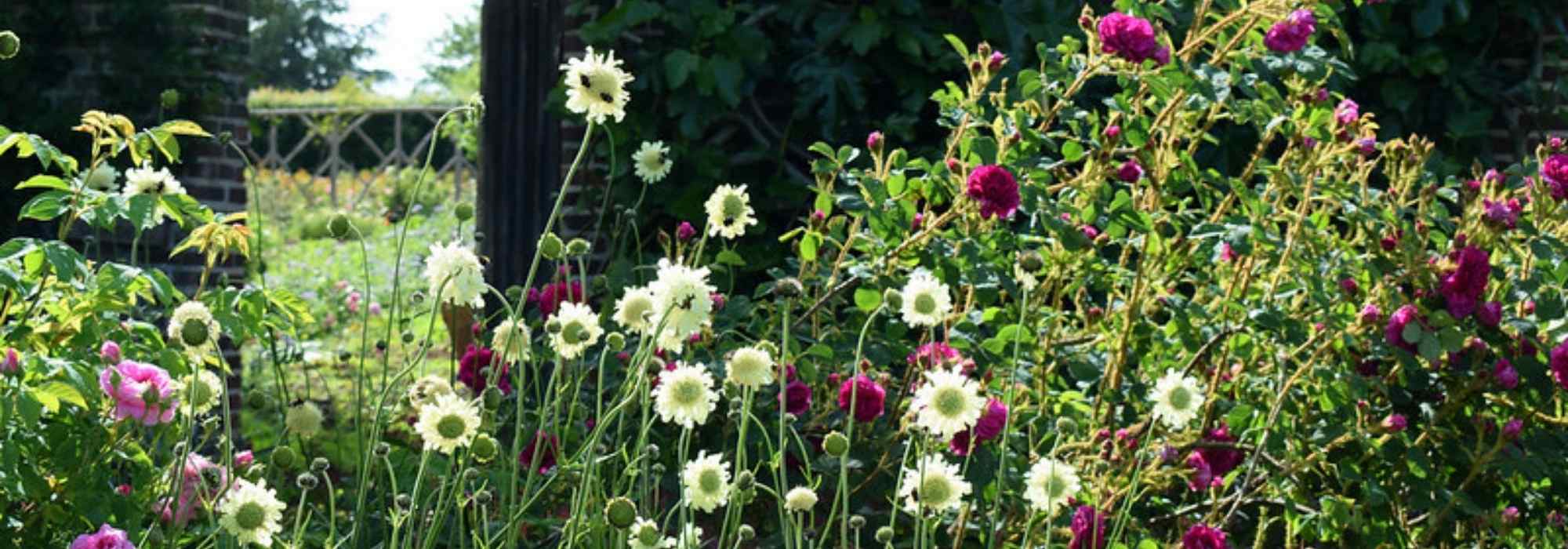 As plantas perenes altas: gigantes indispensáveis para o jardim