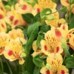 Como multiplicar alstroemérias?