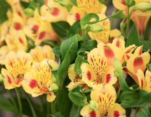 Como multiplicar alstroemérias?