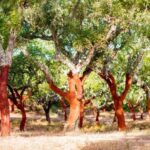 A cortiça: uma matéria natural para utilizar e reciclar