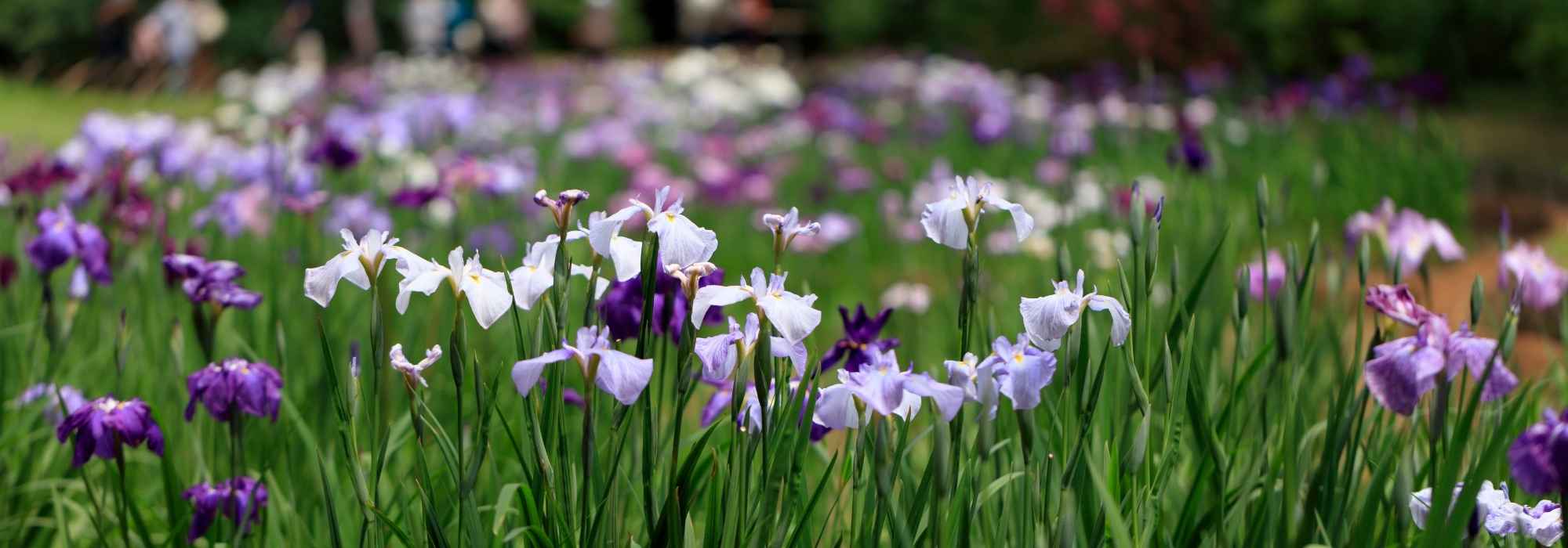 Íris: variedades para todos os solos e todos os jardins!