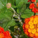 Doenças e pragas da lantana: como reconhecê-las e tratá-las?