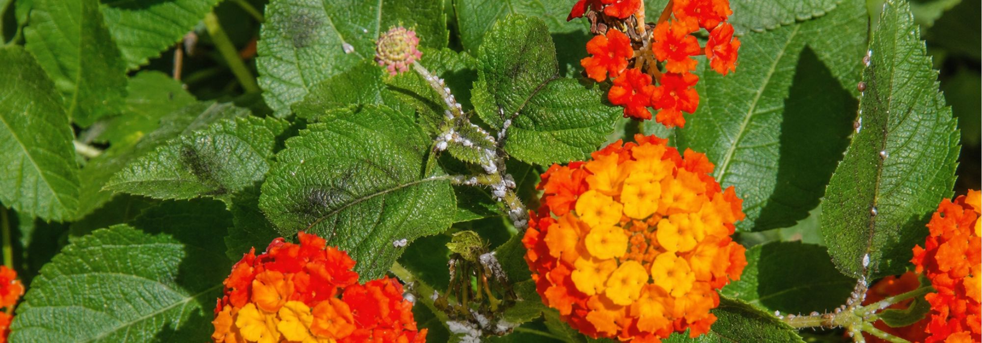 Doenças e pragas da lantana: como reconhecê-las e tratá-las?