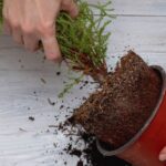 Como reidratar o torrão de uma planta completamente seco?