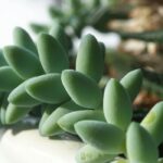 Haworthia: cuidados, propagação por estaca e cultivo desta pequena planta suculenta
