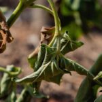 Plantas queimadas pela seca: será necessário substituí-las?
