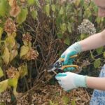 Como podar as partes secas de uma planta após uma vaga de calor?