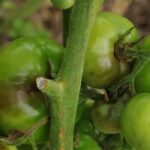 Porque é que os meus tomates deixaram de amadurecer depois de um calor intenso?