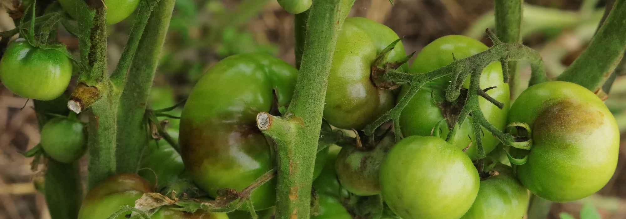 Porque é que os meus tomates deixaram de amadurecer depois de um calor intenso?