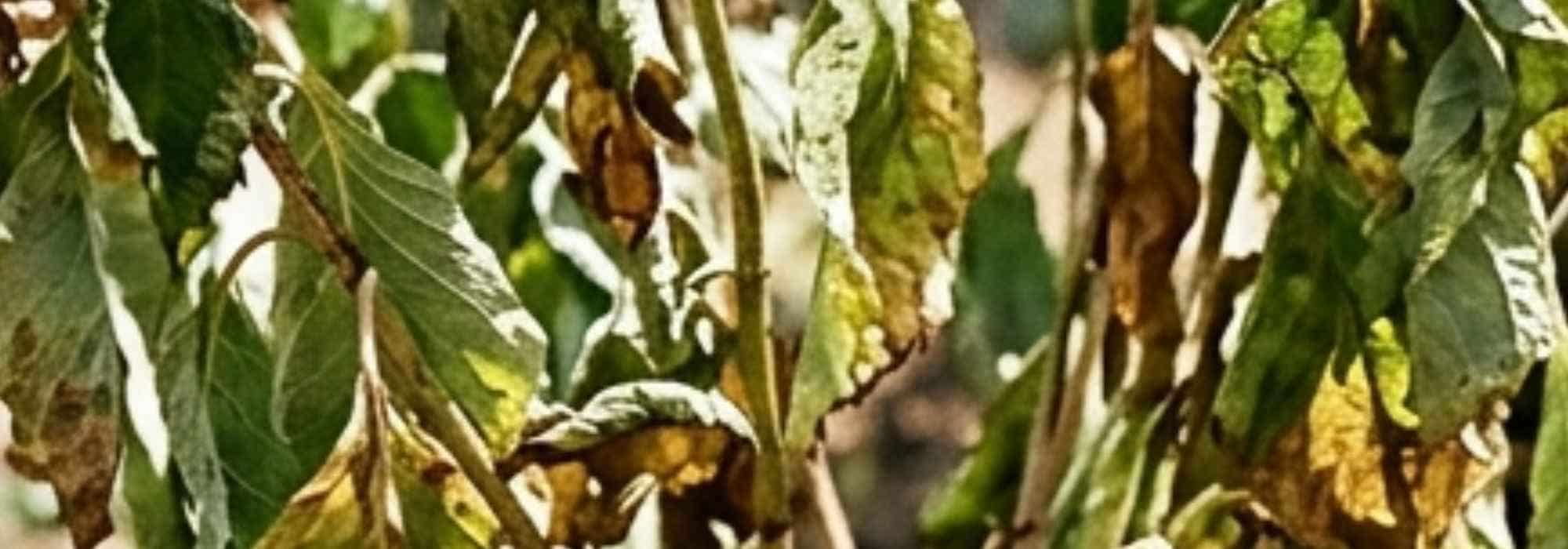 Como ajudar as árvores e os arbustos a retomarem o crescimento depois de um verão seco?