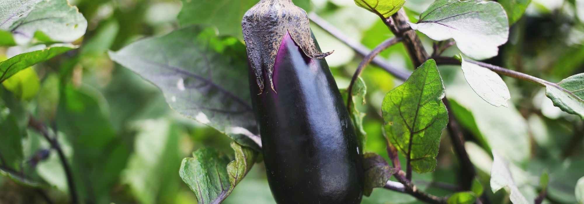 Porque é que as minhas plantas de beringela não dão frutos?