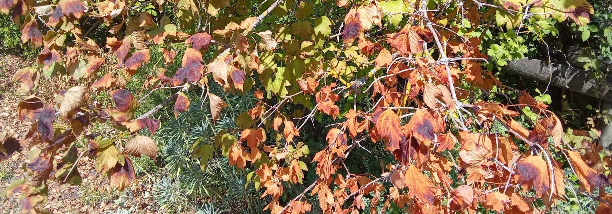 Canícula: deve podar-se os ramos queimados pelo sol?