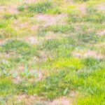 O que fazer às ervas daninhas que invadem uma relva pouco densa?