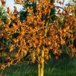 Como saber se uma planta sobreviveu à canícula?