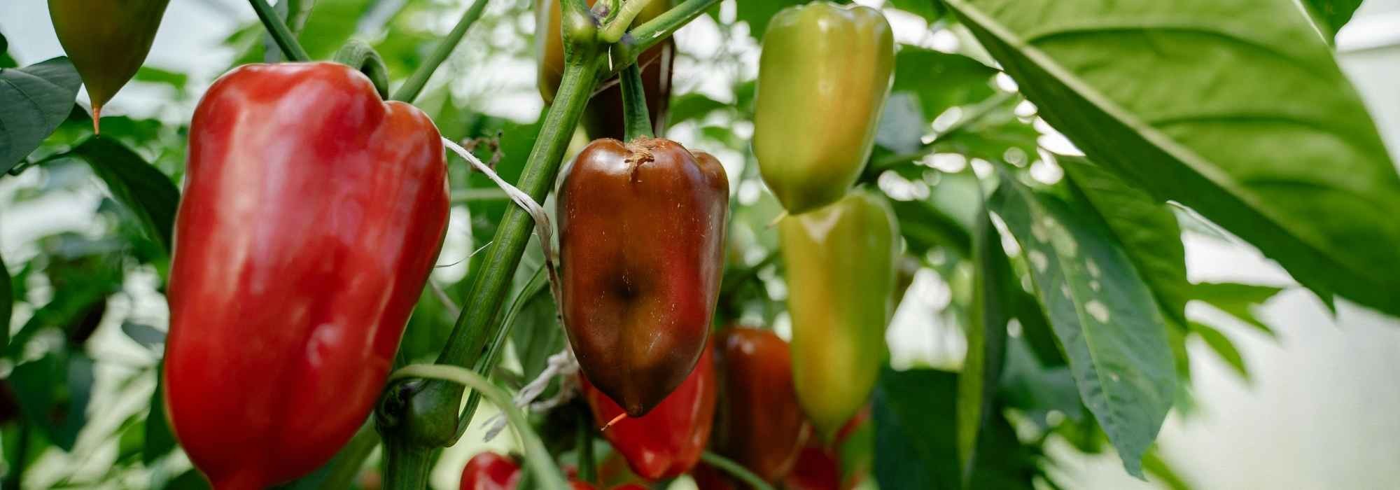 Porque é que os meus pimentos não dão frutos?