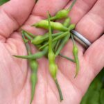 Como colher as sementes dos seus rabanetes da horta?