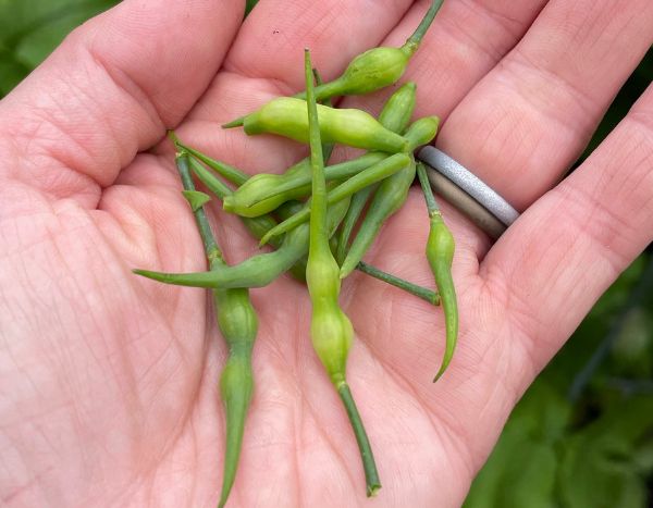Como colher as sementes dos seus rabanetes da horta?