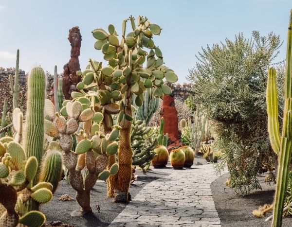O jardim «chaparral»: entre o jardim californiano e o jardim de mato mediterrânico