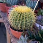 Como mudar de vaso um Echinocactus (cadeira-da-sogra)?