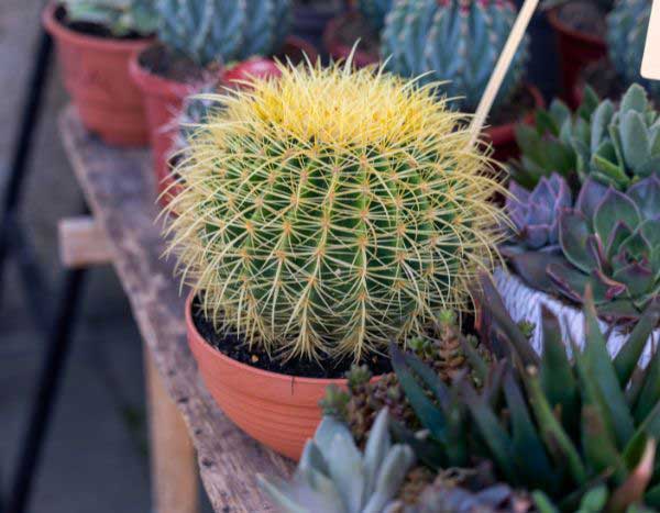 Como mudar de vaso um Echinocactus (cadeira-da-sogra)?