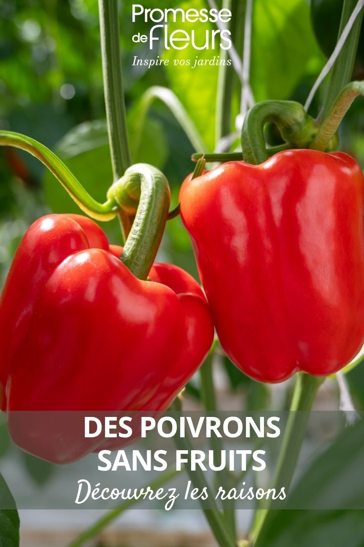 plantas de pimento
