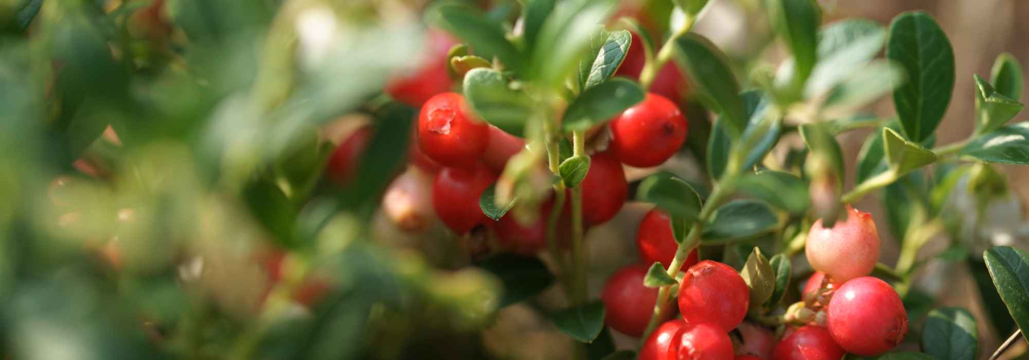 Que pequenos frutos colher no outono?