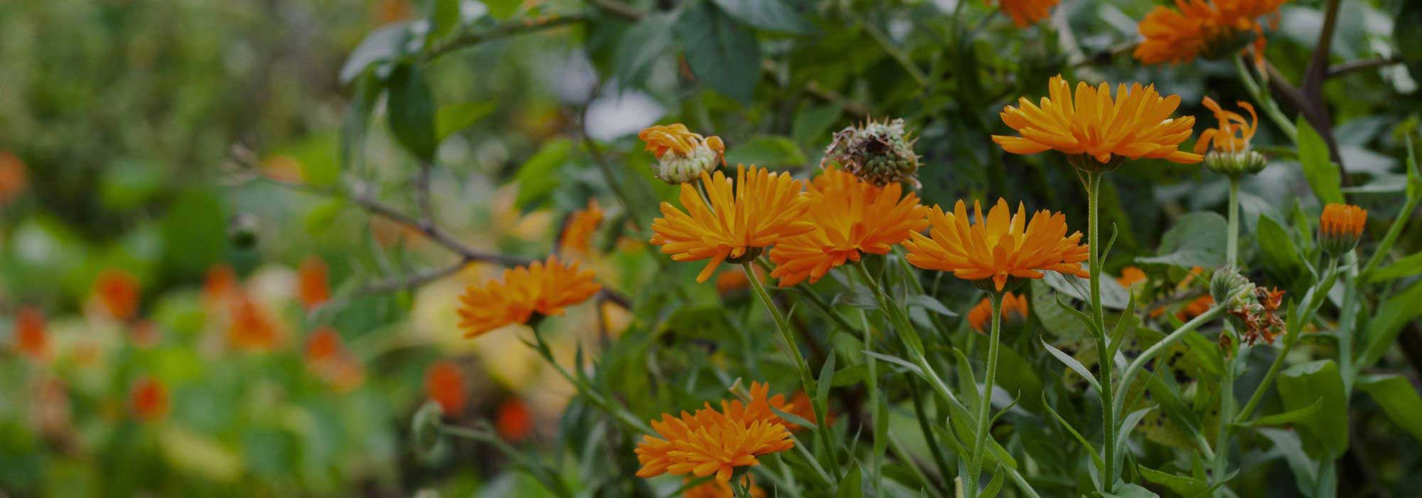 Porquê plantar calêndulas na horta?