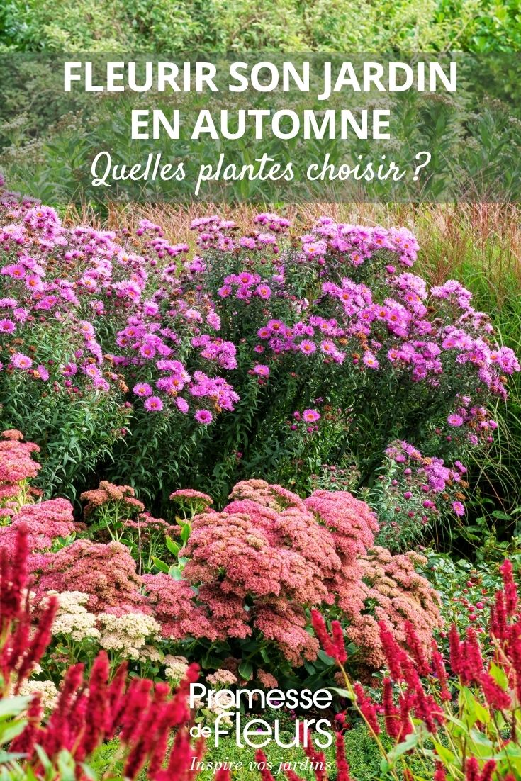 ásteres e plantas floridas de outono