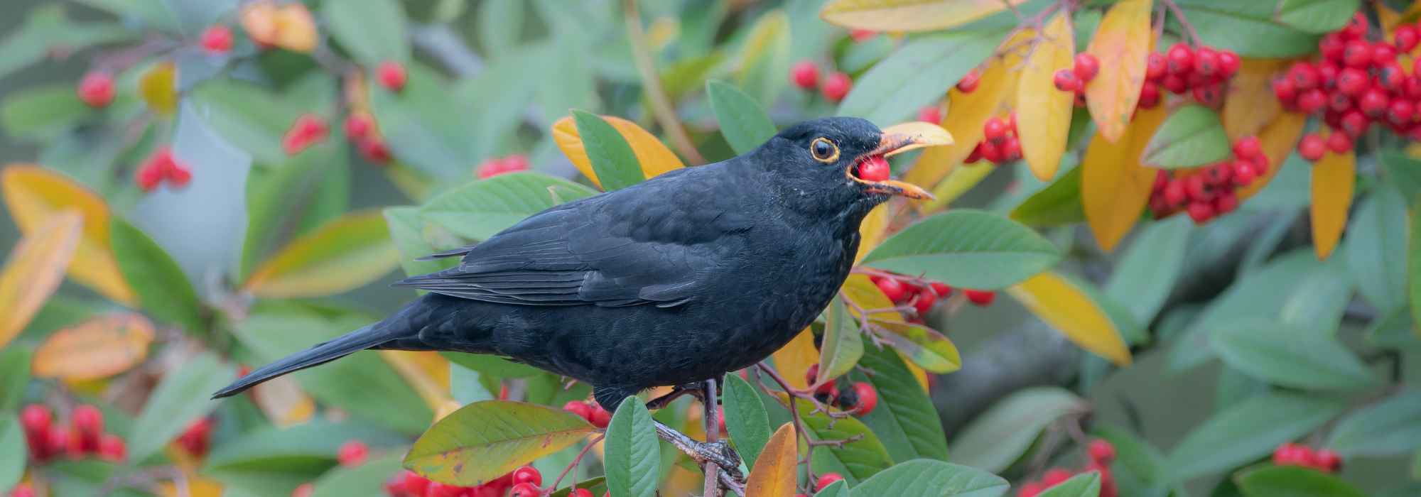 Que bagas deixar para as aves do jardim no outono e no inverno?